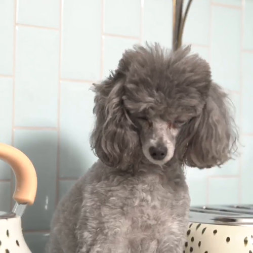 Haden Poodle & Blonde 1.8 qt. Stainless Steel Electric Tea Kettle